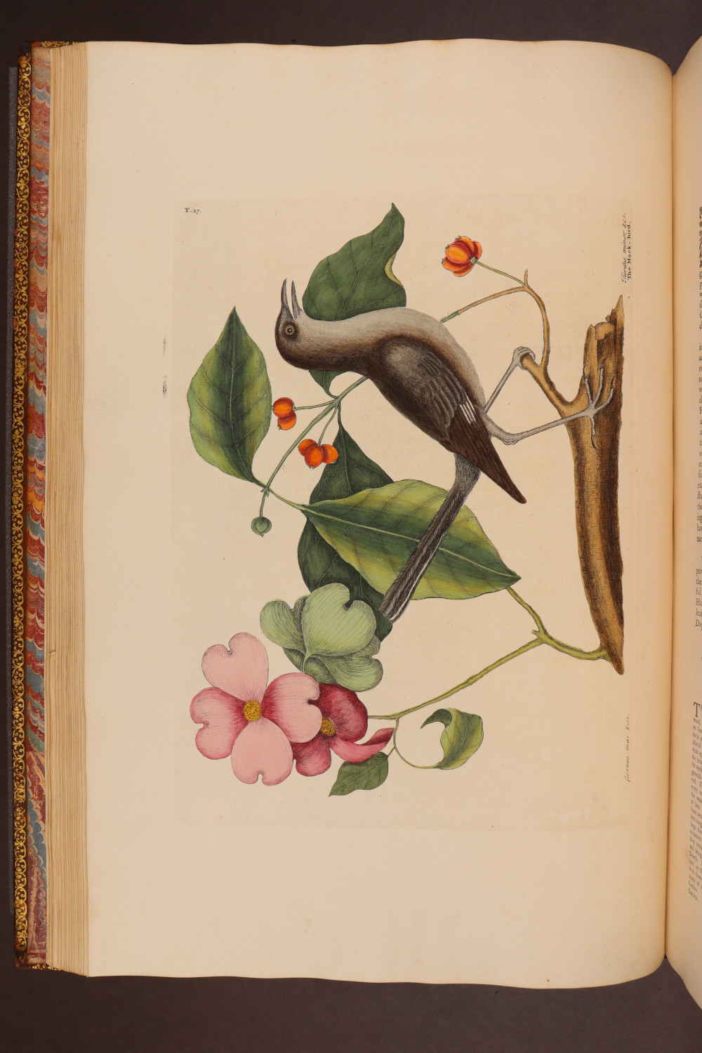 Plate 27